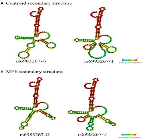 Figure 2 The RNAfold algorithm in silico predicting the genotypic impact of rs6983267 the structure of CCAT2 (A: The prediction based on the rule of centroid secondary structure and B: The prediction based on the rule of MFE secondary structure).