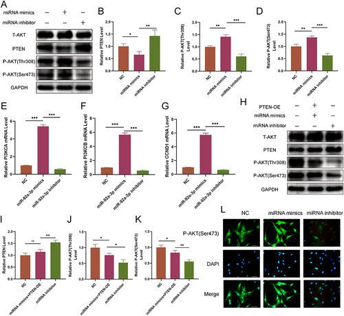 Figure 6 The regulation of BMSCs proliferation by exosomal miR-92a-3p occurs via the PTEN/AKT signaling pathway. (A) To assess the expression of PTEN, p-AKT (Thr308), and p-AKT (Ser473), a Western blotting assay was conducted. (B–D) The Western blotting results underwent quantitative analysis. (n=3) (E–G) Real-time PCR was utilized to verify the expression levels of genes in the PTEN/AKT signaling pathway, which encompassed CCND1, PIK3CA, and PIK3CB, subsequent to the inhibition or overexpression of miR-181b-5p. (n=3) (H) After the overexpression of miRNA and PTEN, the expression levels of PTEN, p-AKT(Thr308), and p-AKT (Ser473) were detected using Western blotting. (I–K) The Western blotting results underwent quantitative analysis. (n=3) (L) The nuclear and cytoplasmic locations of p-AKT (Ser473) were evaluated by immunofluorescence staining (scale bar= 100 μm). The data are expressed as the mean ± SD (n = 3); *p < 0.05; **p < 0.01; ***p < 0.001.