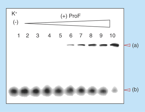 Figure 7.  Electrophoretic mobility shift assays using native gel.100 μM unlabeled cyclic diguanylic acid (c-di-GMP) and 0.8 nM 32P-c-di-GMP were incubated with various concentrations of ProF in the presence of 250 mM K+. Final concentration of ProF: lane 1 = 0 μM; lane 2 = 1 μM; lane 3 = 5 μM; lane 4 = 10 μM; lane 5 = 15 μM; lane 6 = 20 μM; lane 7 = 30 μM; lane 8 = 40 μM; lane 9 = 50 μM and lane 10 = 100 μM. (a) = high molecular weight aggregate and (b) = monomeric c-di-GMP.ProF: 3,6-Diaminoacridine hydrochloride.