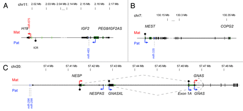 Figure 2. Human imprinted genes comprising isolated microRNAs. (A) The H19/IGF2 imprinted domain on chromosome 11 contains 2 microRNAs, miR-675 matured from the H19 transcript expressed from the maternal chromosome, and miR-483 matured from the IGF2 transcript expressed from the paternal chromosome. The ICR (imprinted control region) is methylated on the paternally inherited chromosome. (B) The MEST imprinted domain on chromosome 7 contains the miR-335 precursor sequence in the second intron of the MEST gene expressed from the paternal chromosome. The ICR comprises the MEST promoter and is methylated on the maternal chromosome. (C) The GNAS imprinted domain on chromosome 20 contains two microRNAs (miR-296, miR-298) matured from the 3′UTR of the NESPAS transcript expressed from the paternal chromosome. Dotted lines depict splicing events during transcription of the locus.