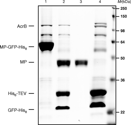 Figure 2.  Fractions of a standard membrane protein-GFP-His8 purification were loaded onto a 12% SDS-polyacrylamide gel and then stained with Coomassie to illustrate isolation of native AcrB. (1) MP-GFP-His8 elution from first IMAC; (2) overnight His6-TEV protease digested material; (3) flow-through of second IMAC step; and (4) elution of bound material from second IMAC (bands corresponding to AcrB, MP-GFP-His8, His6-TEVp, and MP are as indicted on gel).