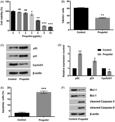 Figure 1. Propofol inhibits breast cancer cell proliferation and promotes apoptosis. (A) The cells were stimulated with 0–10 μg/mL propofol for 48 h, cell viability was assessed by Cell Counting Kit-8 assay. The cells were stimulated with 6 μg/mL propofol for 48 h. (B) Percentage of BrdU positive cells by BrdU incorporation assay. (C, D) The expression of cell survival-related proteins by Western blot analysis. (E) Apoptotic cells rate was detected by flow cytometer. (F) The expression of apoptosis-related proteins by Western blot analysis. Data represented as mean ± SD. n = 3 per group. ns: no significance; *p < .05; **p < .01; ***p < .001 compared to control group.