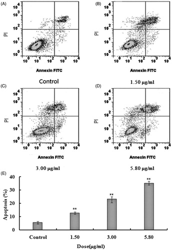 Figure 3. Apoptosis of U251 cells after treatment with different doses of 2-dihydroailanthone. U251 cells were treated with different doses of 2-dihydroailanthone for 48 h and measured by flow cytometry. (A) Control, (B) 1.50 μg/mL, (C) 3.00 μg/mL, (D) 5.80 μg/mL, (E) histogram of apoptosis of U251 cells, *p < 0.05, **p < 0.01 (n = 3).