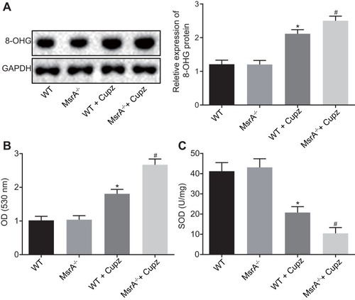 Figure 4 The expression of microglia-derived ROS is increased in corpus callosum of cuprizone-induced MsrA−/− mice. (A) detection of the expression of 8-OHG in mouse microglia by Western blot analysis; (B) detection of ROS; (C) detection of SOD activity. *p < 0.05, compared to WT mice. #p < 0.05, compared to WT mice treated with cuprizone. The values are measurement data, expressed as mean ± standard deviation, and one-way ANOVA is used for data comparisons among multiple groups, N = 10.