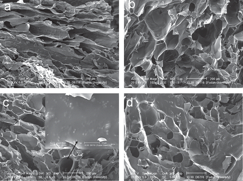 Figure 1.  Microstructure of CCHL scaffold. Sections of CCHL scaffolds of different ratios of chitosan hydrochloride to collagen (w/w): a, 1:1; b, 1:3; c, 1:6; d, 1:8, showing interconnected spherical and tubular bodies of 100–200 µm in diameter. Lysostaphin was seen dispersed randomly on linings (solid arrow).
