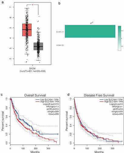 Figure 2. (a) Box plot from GEPIA database: analysis of 461 melanomas and 558 normal tissues showed that SLC16A1 was significantly overexpressed in melanoma (P <0.05). (b) Expression of SLC16A1 in melanoma in GEPIA database: The expression of SLC16A1 in melanoma was about 4.5 times higher than that in normal tissue. (c) Overall survival analysis of SLC16A1 expression in melanoma (GEPIA): Analysis of 229 melanoma patients with high SLC16A1 expression and 229 patients with low SLC16A1 expression showed that high SLC16A1 expression significantly reduced overall survival in melanoma patients (HR = 1.4, P = 0.013). (d) Disease-free survival analysis of SLC16A1 expression in melanoma (GEPIA): Analysis of 229 melanoma patients with high SLC16A1 expression and 229 patients with low SLC16A1 expression showed no statistically significant association between high SLC16A1 expression and disease-free survival in melanoma patients (HR = 1, P = 0.8)