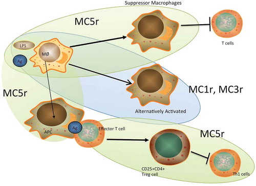 FIGURE 1. Effects of different melanocortin receptors on immune activity. Through MC1r, MC3r, and MC5r, α-MSH suppresses inflammation and promotes the activation of anti-inflammatory activity and regulatory immunity. In macrophages, through MC1r and MC3r, α-MSH mediates alternative activation by which the macrophages suppress inflammation.Citation74,Citation75 Through MC5r, α-MSH mediates the activation of suppressor cell activity in macrophages that suppresses effector T cell activation and viability.Citation58,Citation60 Through MC5r on T cells, α-MSH promotes the activation of regulatory T cell activity and the suppression of effector T cells.Citation26,Citation69 In addition, through MC5r, α-MSH induces antigen presenting cells to promote activation inducible Treg cellsCitation72, Citation77 (see Figure 2). Ag, antigen; LPS, lipopolysaccharide; MØ, macrophage.