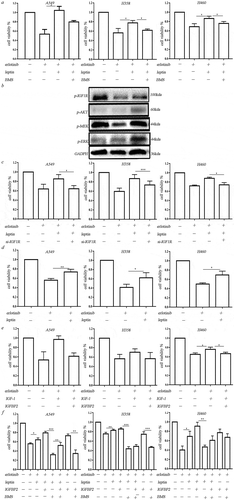 Figure 4. Leptin increased erlotinib resistance in lung cancer cells by activating IGF-1R signaling in hypoxia. (a) IGF-1R inhibitor BMS-754807 could significantly reverse the erlotinib resistance mediated by leptin. (b) Western blot analysis of IGF-1R phosphorylation and downstream MEK/ERK and AKT signaling induced by leptin. (c) Transfection of IGF-1R-siRNA in lung cancer cells before treatment of leptin resulted in the sensitization of lung cancer cells to erlotinib. (d) Leptin increased the growth of erlotinib-treated lung cancer cells in the absence of IGF-1. (e) IGFBP2 could counteract the effect of IGF-1 on the erlotinib resistance. (f) IGFBP2 promoted the lung cancer cell growth after treatment of erlotinib in IGF-1 independent through activating IGF-1R signaling. CCK-8 cell viability assay was performed to evaluate cell viability after treatment of erlotinib. Results are presented as the median of three independent experiments (*p < .05, **p < .01, Student’s t test).