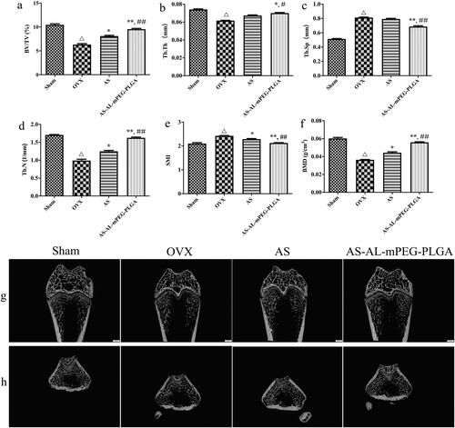 Figure 8. Micro-CT results of osteoporosis rats in Sham, OVX, AS, and AS-AL-mPEG-PLGA groups. (a–f) The quantitative characterization index including BV/TV, Tb.Th, Tb.N, Tb.Sp, SMI and BMD. (g) 2-dimensional micro-CT images and (h) 3-dimensional micro-CT images of the femurs. △P < .01, compared with Sham group, *P < .05, compared with OVX group, **P < .01, compared with OVX group, ##P < .05, compared with AS group, ##P < .01, compared with AS group.