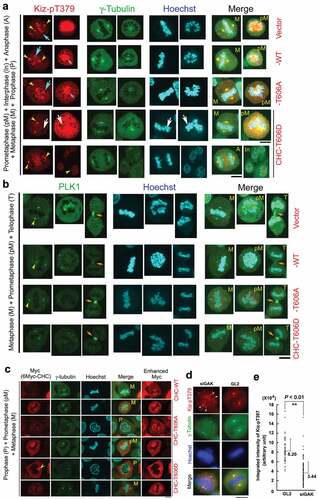 Figure 6. The localization of Kiz-pT379 on chromatin at metaphase is perturbed in HeLa S3 cells expressing Myc-CHC_T606D. (A, B, C) Typical IF images of Tet-ON inducible HeLa S3 cells expressing Myc-vector, Myc-CHC_WT, Myc-CHC_T606A, or Myc-CHC_T606D at interphase and during M phase. Cells were labeled with anti-Kiz-pT379 (A), anti-γ-tubulin (A, C), anti-PLK1 (B), and anti-Myc (C) Abs. DNA was counter-stained with Hoechst33258 to detect chromatin. Yellow arrowheads, turquoise arrows, and orange arrows indicate Kiz-pT379 signals at the centrosome, chromatin, and midbody, respectively. Pink arrows indicate co-localized Kiz-pT379 and chromatin signals. White arrows in Myc-CHC_T606D-expressing cells indicate the absence of Kiz-pT379. Scale bars, 10 µm. (D) Representative images of Kiz-pT379 immunofluorescence in GL2- and siGAK-treated cells. The scattered γ-tubulin foci (more than two) were merged with the Kiz-pT379 foci (white arrowheads). Scale bars, 10 µm. (E) Comparison of Kiz-pT379 signal intensity at the centrosome of GL2- and siGAK-treated cells using Metaview software. Integrated intensities of GL2-treated Kiz-pT379 dot foci (n = 50) and siGAK-treated Kiz-pT379 dot foci (n = 210) were scored. The dot graphs in (E) show the average + SE values of these measurements. All measurements are statistically significant when GL2 and siGAK are compared (P < 0.01).