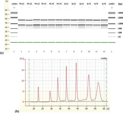 Figure 2. (a) "Gel Image" display of microcapillary electrophoresis electropherograms demonstrating the integrity of the RNA in the Agilent 2100 Bioanalyzer. The lower marker band across all samples is the electrophoresis marker (roughly 22 s). Phenol based method (Lanes 2-7, both control and treated samples) and RNeasy kit (Lanes 8-13 both control and treated samples); (b) injected ladder in RNA 6000 Nano total RNA kit.
