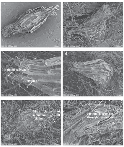 Figure 5. SEM images of the mycorrhizal fungus DYXY033 co-cultured with P. hirsutissimum seed and seedling development over 0–60 days. A mature seed of P. hirsutissimum (a). Hyphae and monilioid cells wound and wrapped around the seed (b). Hyphae and monilioid cells show invasion from the base of the seed (arrow) (c). Enlarged embryo after absorbing water (d). Hyphae and monilioid cells wrapped around the seed coat (arrow) (e). Hyphae and monilioid cells breaking through the seed coat (arrow) (f). Embryo continued to enlarge and the seed coat broke open, exposing the embryo partially (g). Clusters of moniliform cell chains colonized on either end of the embryo (arrow) (h). Epidermal cells at the base of the protocorm bulging to form rhizoids (arrow) (i). Hyphae invading epidermal cells of the embryo (arrow) (j). The appearance of the dorsal crest, shoot apical meristem, and cilium rhizoids (arrow) (k, l). Emergence of the leaf primordia (m). Differentiation into the first leaf (arrow) (n).
