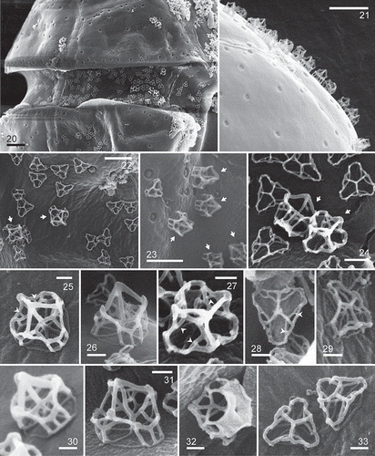 Figs 20–33. Heterocapsa claromecoensis sp. nov. SEM. Figs 20, 22, 24–29, 31–33. Strain LPCc-005. Figs 21, 23, 30. Strain Arg-B5. Fig. 20. Note trichocyst pores, denser on the marginal region of the plates, and two types of body scales on the cell surface. Fig. 21. Detail of the higher body scales. Figs 22–24. Body scales on the cell surface. Note two types of body scales, high and sub-triangular almost rounded in outline (arrows), and flat and triangular with rounded corners in outline. Figs 25–33. Body scales showing details of its microarchitecture. Figs 25–27, 30–32. High scales in different positions. Figs 28, 29, 33. Flat scales in different positions. Figs 25, 27, 28. Arrowheads show the small bars. Scale bars = 1 µm (Figs 20, 21), 0.5 µm (Figs 22, 23), 0.2 µm (Fig. 24), 0.1 µm (Figs 25–33)
