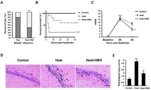 Figure 1. HBO alleviates heatstroke-induced mortality and hippocampal injury in vivo. (A, B) The mortality and mean survival time of rats in different groups, n = 10. (C) Neurological function in different groups was assessed by mNSS, n = 10. (D, E) The histopathological changes of the hippocampus were shown by H&E staining. Scale bars = 50 µm/400× visual field. Black arrows point to pyknotic nuclei. Data are shown as mean ± SEM. **p < 0.01 versus the Heat group, ***p < 0.001 versus the Control group, n = 6. H&E: hematoxylin and eosin; HBO: hyperbaric oxygen; mNSS: modified neurological severity score.