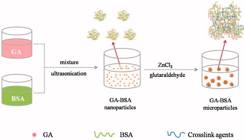 Figure 1. Formation of GA–BSA nanoparticles and the assembled microparticles.