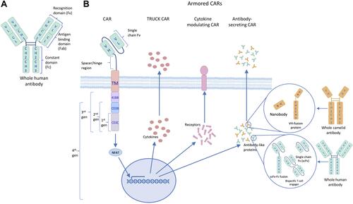 Figure 2 The evolutionary structure of chimeric antigen receptors (CARs). (A) The targeting moiety (scFv) of CARs derives from the recognition domain of human antibodies. (B) CAR designs have evolved beyond the 3 generations, which were based on added costimulatory domains, to include TRUCK, cytokine-modulating and antibody-secreting constructs, collectively known as 4th generation or armored CARs.