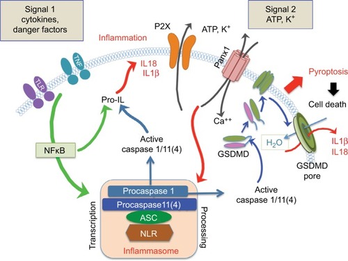 Figure 2 The two signaling arms of the inflammasome-activation cascade.Notes: Signal 1 pathways sense environmental signals via surface Tumor necrosis factor (TNF), Toll-like (TLR) and IL-1 receptors and facilitates transcriptional priming of inflammasome components via the NFκB pathway and upregulates the expression of precursor proteins of IL1β, caspases 1/11(also known as caspase 4), and pro-Nod-like receptors (NLR). Signal 2 facilitates activation of the complex via proteolytic processing and assembly. This arm responds to mechanical stress, activation of a ligand-sensing system within the cytosol or extracellular ATP sensing via Panx1–P2X receptor signalosomes. Upon activation, protease activity of caspases regulates the maturation and release of IL1β and IL18. Recent studies showed that Gasdermin D (GSDMD) is a novel membrane pore-forming protein. Cleaved by inflammatory caspases Casp1 or Casp11(4), GSDMD binds to phosphoinositides in the plasma membrane and oligomerizes to generate membrane pores of ~10–14 nm in diameter.Citation222 This pore size can allow the passage of mature IL1β, IL18, and caspase 1. The formation of the GSDMD pores also disrupts osmotic potential, resulting in an inflammatory form of cell death known as pyroptosis.Abbreviation: ASC, apoptosis-associate speck-like protein containing a caspase recruitment domain.