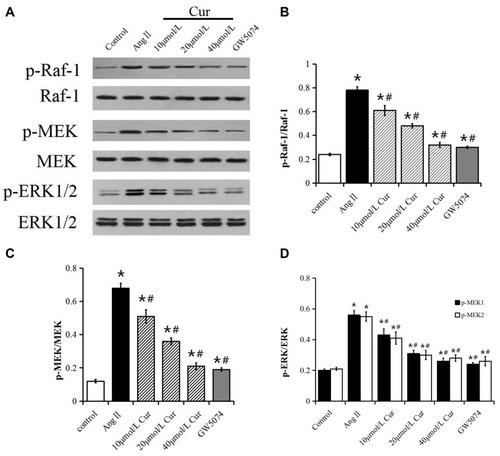 Figure 3 Effect of Cur on phosphorylation level of Raf-1, MEK and ERK1/2 of CCC-SMC-1 cells. (A) Western blot analysis the p-Raf-1/Raf-1, p-ERK/ERK, p-MEK/MEK in CCC-SMC-1 cells treated with Cur for 48h. (B–D) Densitometry analysis of the phosphorylation protein normalized to total protein levels. The data are represented as mean±s.d.*P<0.05, compared with the control group, #P<0.05, compared with the AngⅡgroup. All experiments were repeated at least 3 times.