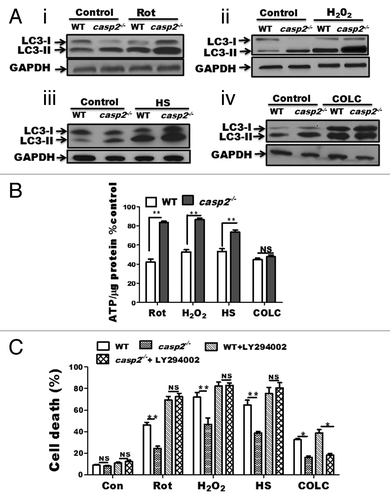 Figure 8. Role of CASP2 in regulation of autophagy in the presence of a variety of stressors. (A) WT and casp2−/− MEFs were untreated or exposed for 6 h to variety of stressors. Rot (10 µM), H2O2 (750 µM) HS (post-recovery), and COLC (2.5 µM) in the presence of PepA (1 µM) and EST (10 µM) to determine autophagy flux. Protein lysates were prepared and western blotting was performed to detect the levels of LC3, an increase in LC3-II indicated upregulation of autophagy. The same blots were reprobed for GAPDH that served as a loading control. Shown are the representative blots. (B and C) WT and casp2−/− MEFs where untreated or exposed to Rot (10 µM, 48 h), H2O2 (750 µM, 24 h), HS (24 h post recovery) and COLC (2.5 µM, 48 h). (B) Effect of these stressors on ATP levels was determined. ATP measurements were performed as described in the Materials and Methods section. The cellular ATP levels were normalized by cellular protein content and values were converted to percentage of untreated cells (control). (C) WT and casp2−/− MEFs cells were treated with stressors as described in the presence or absence of autophagy inhibitor. Cell viability was determined by trypan blue staining as described in the Materials and methods section and shown as percent cell death vs. total. (B and C) Level of significance was analyzed by 2-way ANOVA followed by the Bonferroni post-test, n = 3 and P ≥ 0.05 NS, **P ≤ 0.01, *P ≤ 0.05. All the experiments were repeated at least 3 times, obtaining similar results.