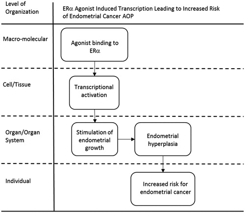Figure 3. ERɑ agonist induced transcription leading to increased risk of endometrial cancer AOP (Becker et al. Citation2015).