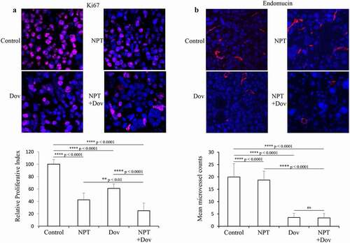 Figure 3. Dovitinib and nab-paclitaxel reduce tumor cell proliferation and tumor vasculature in GAC cell-derived xenograft: Tumor sections derived from MKN-45 xenografts after 2-week therapy with control, dovitinib, nab-paclitaxel, and nab-paclitaxel plus dovitinib were analyzed by IHC. (a) Tumor cell proliferation was determined after incubating tumor sections with anti-Ki67 antibody followed by counting the Ki67-positive cells from 5 high-power fields (HPF). Cell nuclei stained with Ki67 (red) and DAPI (blue) are illustrated at 20X magnification. ** p < .01; **** p < .0001 by t-test. (b) Microvessel density was determined by incubating with endomucin antibody followed by calculating endomucin positive vessels in 5 HPF. Endomucin positive microvessel (red) and cell nuclei (DAPI, blue) are illustrated at 20X magnification. **** p < .0001 by t-test. The results are displayed as mean values ± standard deviation for each treatment group