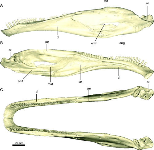 FIGURE 17. Left mandible of Erlikosaurus andrewsi (IGM 100/111) in A, lateral, B, medial, and C, dorsal views. Abbreviations: ang, angular; ar, articular; d, dentary; emf, external mandibular fenestra; maf, mandibular fossa; pra, prearticular; sp, splenial; sur, surangular.