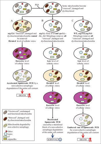 Figure 12. A model for mechanisms that in yeast underlie the opposing roles of various autophagy pathways in POA-induced liponecrotic PCD. See text for additional details. Activation arrows denote pro-death processes (displayed in red color) or pro-survival processes (displayed in blue color) for POA-induced liponecrotic PCD.