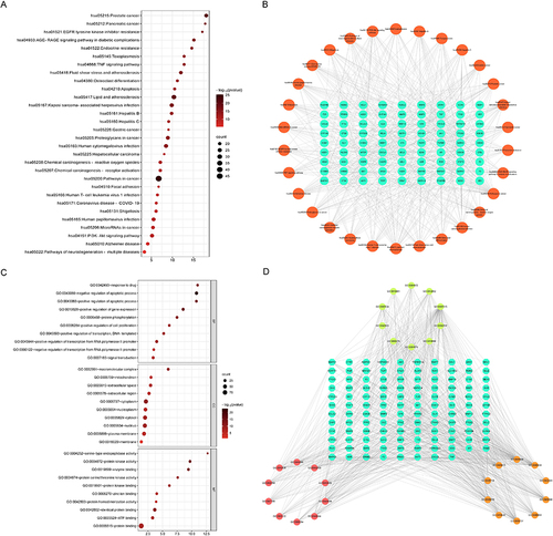 Figure 9 Enrichment analysis and gene-pathway network analysis. (A) Top 30 KEGG terms of key genes. (B) Top 10 GO terms of key genes. (C) Gene-pathway network of ZJP in CAG. (D) Gene-GO terms network of ZJP in CAG.