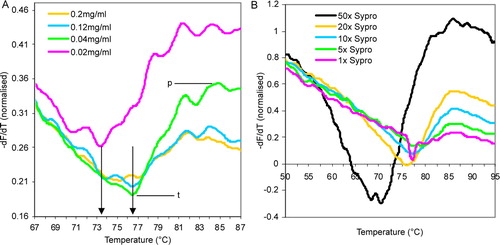 Figure 2.  Optimization of protein and Sypro Dye concentrations. (A) Variation in the value of first derivative fluorescence values at four different concentrations of MjCorA-2. The final assay concentration of protein used are indicated. Arrows indicate TMP values and signal strength is measured between the signal trough; t, and peak; p. (B) Variation in the value of first derivative fluorescence values at five different concentrations of Sypro Orange. The final assay concentration of MjCorA-1 used was 0.3 mg/ml in an assay volume of 50 µl. For both experiments, the reaction buffer used was 200 mM NaCl, 50 mM TrisHCl pH 8.