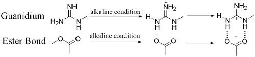 Figure 10. The electrostatic interaction and hydrogen bond formation between arginine and the taxanes.