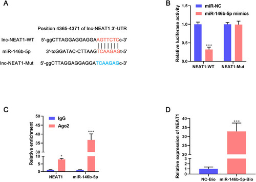 Figure 4 miR-146b-5p is a direct target of lncRNA NEAT1 in breast-cancer cells. (A) The recognition sequences between lncRNA NEAT1 and miR-146b-5p were identified using Starbase 2.0. (B) MCF-7 cells were co-transfected with miR-146b-5p mimics and NEAT1-WT or NEAT1-Mut. Then, the luciferase activity was measured by the dual-luciferase reporter assay. Data are the mean ± SD, n = 3. ***P < 0.001 compared with miR-NC groups. (C) The interaction between lncRNA NEAT1 and miR-146b-5p was determined by an Ago2-RIP assay. Data are the mean ± SD, n = 3. ***P < 0.001 compared with IgG groups. (D) An RNA-pulldown assay was undertaken with MCF-7 cells transfected with biotin-labeled NC or miR-146b-5p mimics. Endogenous expression of lncRNA NEAT1 was measured by qRT-PCR. Data are the mean ± SD, n = 3. *P < 0.05 and ***P < 0.001 compared with NC-Bio groups.