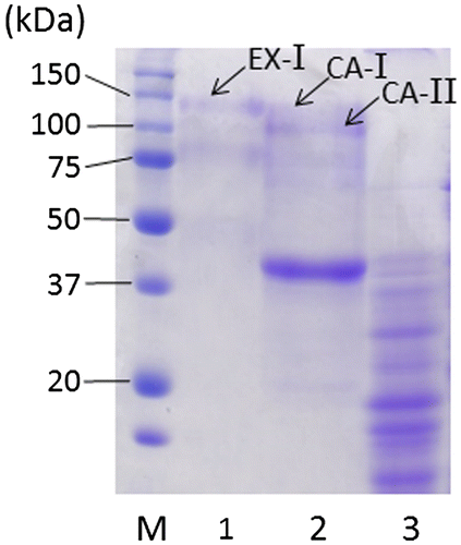 Fig. 2. SDS-PAGE of β-xylosidase preparations.