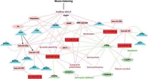 Figure 2. Schematic illustration of putative molecular mechanisms in music-listening based on findings from the current study. Mature microRNAs and microRNA transcripts are represented using rectangles, transcriptional regulators of the microRNAs using triangles and validated target genes using ellipses. The up-regulated molecules after music-listening are coloured in red. The validated transcriptional regulators of microRNAs from TransmiR 2.0 and literature are coloured in cyan. Target genes of the up-regulated microRNAs are coloured in light green and includes only validated findings from the literature. Other molecules and cascades which were implied to be up-regulated based on findings from literature and from the microRNA analyses are coloured in coral. Coral edges denote activation, light green edges indicate negative regulation and black lines show regulation where the direction is not known