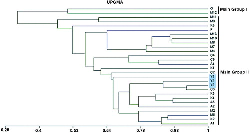 Figure 3. Dendrogram of the 28 T. tomentosa genotypes by using RAPDs data with UPGMA cluster analysis.