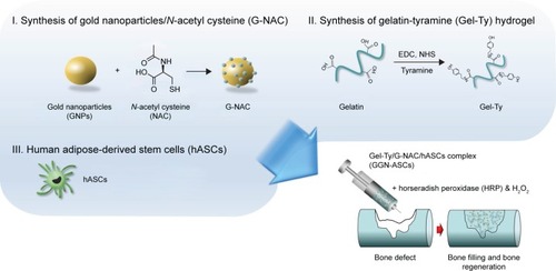 Figure 1 Schematic diagram of the GGN-ASCs injectable hydrogel production.Abbreviation: GGN-ASCs, gelatin–tyramine/gold-nanoparticles-N-acetyl cysteine/human adipose-derived stem cells complex hydrogel; H2O2, hydrogen peroxide; EDC, 1-ethyl-3-(3-dimethylaminopropyl)-carbodiimide hydrochloride; NHS, N-Hydroxysuccinimide.