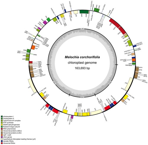 Figure 2. Map of the circular chloroplast genome of M. corchorifolia. Various functional genes were annotated across the assembled genome, as indicated by different colors. Genes outside the circle were transcribed in a counterclockwise direction, whereas genes inside the circle were transcribed in a clockwise direction. The circular chloroplast genome consisted of the inverted repeats, the small single-copy, and the large single-copy sequences. From the outside toward the Central grey inner circle, dark grey represents the GC content, and light grey represents the at content.
