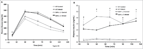Figure 4. Glucose Tolerance Test. (A) Intraperitoneal glucose tolerance (2g/kg) in wild-type mice treated with control antibody (n = 10), wild-type mice treated with XMetD (n = 10), SUR-1 −/− mice treated with control antibody (n = 10), SUR-1 −/− mice treated with XMetD (n = 10). # P = 0.005 SUR-1 −/− control vs. SUR-1 −/− XMetD (B) Insulin secretion in response to an i.p. glucose load (2g/kg) in in wild-type mice treated with control antibody (n = 10), wild-type mice treated with XMetD (n = 10), SUR-1 −/− mice treated with control antibody (n = 10), SUR-1 −/− mice treated with XMetD (n = 10). # P≤0.002 SUR-1 −/− control vs. SUR-1 −/− XMetD; ^ P≤0.002 wild-type control vs. wild-type XMetD.
