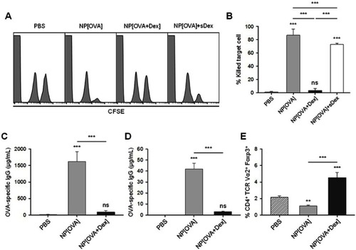 Figure 5 Effect of i.v. treatment of NP[OVA+Dex] on OVA-specific responses in vivo.Notes: (A) Induction of OVA-specific CTLs. PBS, NP[OVA], or NP[OVA+Dex] (100 μg/mouse as OVA) was i.v. injected into C57BL/6 mice. After 7 days, OVA-specific cytotoxic activity was assessed using an in vivo CTL assay. The target cells were a 1:1 mixture of syngeneic cells pulsed with the OVA257-264 peptide and then labeled with a high concentration of CFSE and syngeneic cells non-pulsed and labeled with a low concentration of CFSE. The target cells were i.v. injected into recipient mice and the specific cytotoxicity was determined 18 h later. (B) The proportion of killed target cells in each experimental group is shown. The data are presented as the mean ± SD of three independent experiments. (C-D) Production of OVA-specific IgG. PBS, NP[OVA], or NP[OVA+Dex] (100 μg/mouse as OVA) was i.v. injected into C57BL/6 (C) or OT-II mice (D). After 7 days, the sera were collected from the mice, and OVA-specific IgG levels were measured by ELISA. (E) The proportion of Foxp3+ Treg cells in the CD4+TCR Vα2+ cell population of each experimental group is shown. The data are presented as the mean ± SD of three independent experiments. **P<0.01, ***P<0.001. “ns” indicates no significant difference.Abbreviations: CFSE, carboxyfluorescein succinimidyl ester; CTL, cytotoxic T lymphocyte; Dex, dexamethasone; ELISA, enzyme-linked immunosorbent assay; Foxp3, forkhead box P3; IgG, immunoglobulin G; i.v., intravenous; NP[OVA+Dex], nanoparticles containing ovalbumin and dexamethasone; NP[OVA], nanoparticles containing only ovalbumin; OVA, ovalbumin; PBS, phosphate-buffered saline; SD, standard deviation; TCR, T cell receptor; Treg cells, regulatory T cells.