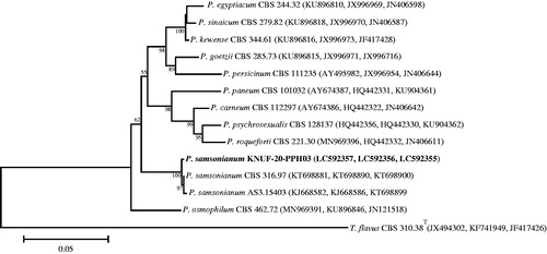Figure 8. Neighbor-joining phylogenetic tree based on the concatenated sequences of β-TUB, CAL, and RPB2 genes showing the affiliation of KNUF-20-PPH03 with Penicillium samsonianum among the closest Penicillium spp. Accession numbers of β-TUB, CAL, and RPB2 sequences, are respectively shown in parentheses. Bootstrap values (based on 1000 replications) greater than 50% are shown at branch points. The tree was rooted using Talaromyces flavus CBS 310.38T as an outgroup. The isolated strain of this study is indicated in bold. Scale bar = 0.05 substitutions per nucleotide position.