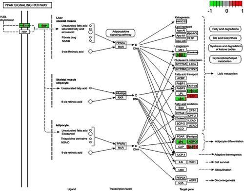 Figure S3 The PPAR signaling pathway and DEGs.