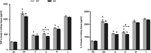 Figure 6 Effect of DMDD on the levels of IL-6 and TNF-α in kidney tissue (n=6). NC: normal control, DN: diabetic nephropathy group, G: gliquidone group (10 mg.kg−1.d−1), H: high dosage of DMDD group (50 mg.kg−1.d−1), M: medium dosage of DMDD group (25 mg.kg−1.d−1), L: low dosage of DMDD group (12.5 mg.kg−1.d−1). A and B: compared with the normal control groups (P<0.05); a and b :compared with the diabetic nephropathy groups (P<0.05). #: compared with WT mice(P<0.05).