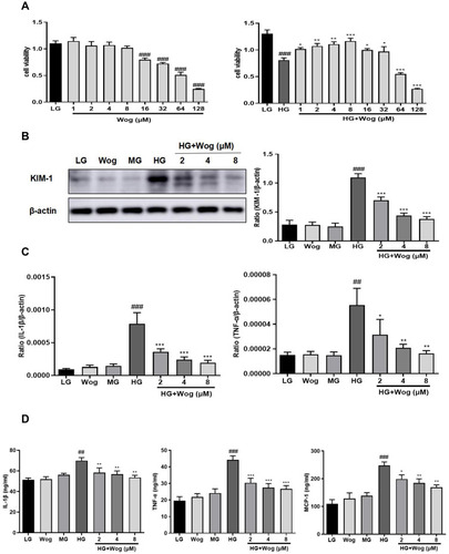 Figure 5 Wogonin attenuates inflammation in HG-treated HK-2 cells. (A) MTT assay of wogonin on HK-2 cells viability and HG-treated HK-2 cells viability. (B) Western blot analysis of KIM-1 in HK-2 cells. (C) Real-time PCR of IL-1β and TNF-α in HK-2 cells. (D) ELISA of IL-1β, TNF-α and MCP-1 in HK-2 cells. Results represent means ± SEM for three independent experiments. ##p < 0.01, ###p < 0.001 VS LG. *p < 0.05, **p < 0.01, ***p < 0.001 VS HG.