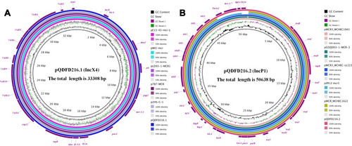 Figure 1 Comparison of mcr-carrying plasmids and other closely related plasmids. (A) Comparative analysis of pQDFD216.1 with five closely related mcr-1.1-carrying plasmids including pLD93-1-MCR1 (GenBank accession: CP047664.1), p2HS-C-1 (GenBank accession: CP038181.1), p787-MCR (GenBank accession: MG825367.1), pE13-43-mcr-1 (GenBank accession: LT838201.1) and pWI2-mcr (GenBank accession: LT838201.1). pQDFD216.1 was used as the reference plasmid for BRIG. (B) Comparative analysis of pQDFD216.2 with five closely related mcr-3-carrying plasmids, pMCR3_WCHEC1943 (GenBank accession: MF678351.1), pGDZJ003-1-MCR-3 (GenBank accession: MH043625.1), pMCR3_WCHEC-LL123 (GenBank accession: MF489760.1), pZR12 (GenBank accession: MF455227.1) and pMCR_WCHEC1622 (GenBank accession: KY463452.1). The plasmid pQDFD216.2 was used as the reference plasmid for BRIG.