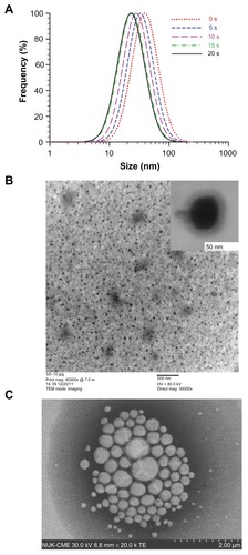 Figure 5 (A) Size distributions (from cumulant analysis of light scattering data) of microemulsion droplets, applying ultrasound from 0 seconds to 20 seconds, (B) the field emission scanning electron microscopy (insert) and transmission electron microscopy of curcumin micoremulsion without ultrasound, (C) after 10 seconds of ultrasound, the released material (essentially soybean oil) floats to the surface and is picked up on a grid and imaged by field emission scanning electron microscopy.
