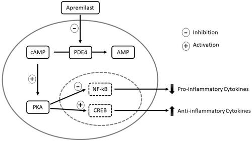 Figure 1 Mechanism of action of apremilast. In monocytes and dendritic cells, PDE4 degrades cAMP to AMP. When apremilast inhibits PDE4, intracellular cAMP levels increase and activate PKA. PKA activation results in phosphorylation of the transcription factors CREB and NF-κB. Phosphorylation leads to activation of CREB, which increases anti-inflammatory cytokines, such as IL-10. Phosphorylation of NF-κB results in inhibition of transcriptional activity, thereby decreasing expression of pro-inflammatory cytokines, including IL-23, TNF-α, and IFN-γ. The decreased production of inflammatory mediators reduces inflammation and proliferation of keratinocytes in psoriatic skin.