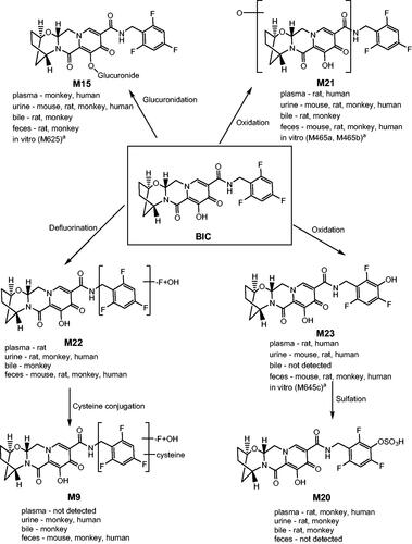 Figure 4. Proposed biotransformation scheme of BIC. Identities were matched based on HRMS. In vitro metabolites M465a and M465b were both hydroxylated BIC metabolites and positional isomers; HRMS data were consistent with in vivo metabolites M21 or M25 (exact match unknown). In vitro metabolite M465c was also a hydroxylated BIC metabolite; HRMS data were consistent with in vivo metabolite M23. In vitro metabolite M625 was a glucuronide conjugate of BIC; HRMS data were consistent with in vivo metabolite M15. Additional in vitro and in vivo matched metabolites included M611 (BIC-glucoside) with M39 observed in monkey excreta and M641 (hydroxy-BIC-glucuronide) with M35 and M45 observed in monkey and human excreta, respectively. Additional metabolites present at >1% of the [14C] dose in excreta or >1% of the plasma AUClast of total radioactivity in mouse, rat, or monkey included the following: M7 (desfluoro-hydroxy-BIC-cysteine conjugate-1), M10 (desfluoro-hydroxy-BIC-cysteine-glycine conjugate), M12 (hydroxy-BIC-glucuronide), M16 (desfluoro-hydroxy-BIC-glucuronide), M18 (hydroxy-BIC-1), M19 (desfluoro-hydroxy-BIC-1), M26 (desfluoro-hydroxy-BIC-3), M28 (desfluoro-hydroxy-BIC-4), M30 (desfluoro-dihydroxy-BIC-cysteine conjugate), M32 (desfluoro-hydroxy-BIC-cysteine-glycine conjugate-2), M35 (hydroxy-BIC-glucuronide-2), M37 (desfluoro-hydroxy-BIC-cysteine conjugate-3), M38 (dihydroxy-BIC), M39 (BIC-glucoside), and M42 (hydroxy-BIC-5).