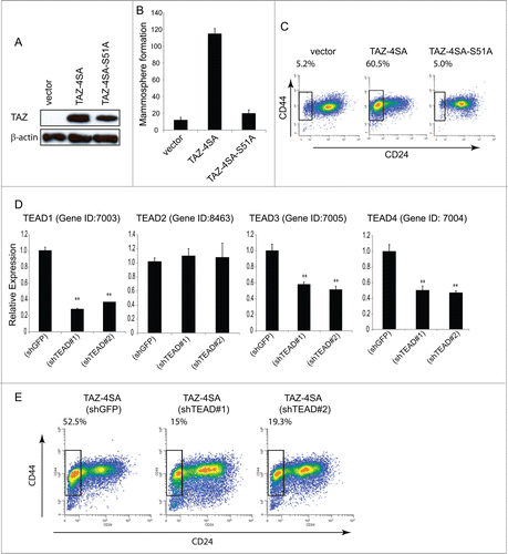 Figure 3. TAZ-induced breast CSC properties are dependent on the TAZ-TEAD interaction. (A) Ectopic expression of TAZ-4SA or TAZ-4SA-S51A in human breast epithelial MCF10A cells as revealed by immunoblot. β-Actin was used as the loading control. (B) Quantification of mammosphere formation in TAZ-4SA or TAZ-4SA-S51A transduced MCF10A cells. Bars denote standard errors (n = 6). (C) Flow cytometry analysis of the CD44high/CD24low population in vector, TAZ-4SA or TAZ-4SA-S51A transduced MCF10A cells. Percentage of CD44high/CD24low subpopulation is indicated. In contrast to TAZ-4SA, TAZ-4SA-S51A fails to increase the CD44high/CD24low cell subpopulation. (D) Real-time RT-PCR examination of TEAD1, TEAD2, TEAD3 and TEAD4 mRNA followed by treatment with control or 2 independent shRNAs (shTEAD#1, 2) in the TAZ-4SA-transduced MCF10A cells. GAPDH was used as an internal control (**, p < 0 .001). (E) Flow cytometry analysis of the CD44high/CD24low population in control, shTEAD#1 or shTEAD#2 treated cells.