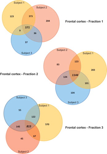 Figure 4. Proteomic analysis of frontal cortex vesicles. Proteins extracted from vesicle fractions 1–3 were submitted to proteomic analysis. A three-way Venn diagram of proteins (minimum two peptides detected) distributed between three independent biological replicates is shown. An average of 978 proteins were identified in F1 with 571 proteins common across the biological replicates, an average of 1567 proteins identified in F2 with 1144 common proteins and an average of 1300 proteins identified in F3 with 815 common proteins. Some exosomal proteins unique to F2 are listed. Venn diagrams were generated using the FunRich open-access tool Citation[20].