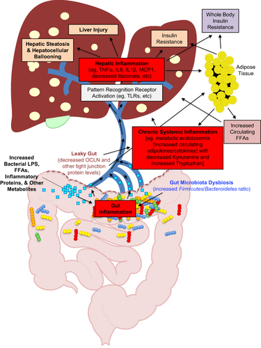 Figure 1 Simplified schematic diagram of the pathologic cycle in obesity-induced NAFLD/MAFLD resulting from multiple parallel hits.