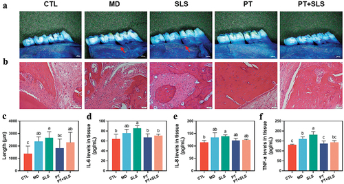 Figure 6. The effect of postbiotic toothpaste and SLS on periodontitis rats. (a) Methylene blue staining images for evaluating alveolar bone resorption in different groups. (b) Hematoxylin and eosin (h&e) staining images of the periodontium from different groups. (c) Quantitative analysis of alveolar bone resorption from different groups. (d-e) Pro-inflammatory cytokine levels in the periodontium of IL-6, IL-8, and TNF-α, respectively.